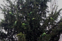 Conures Vertes 5 * 5184 x 3456 * (10.5MB)